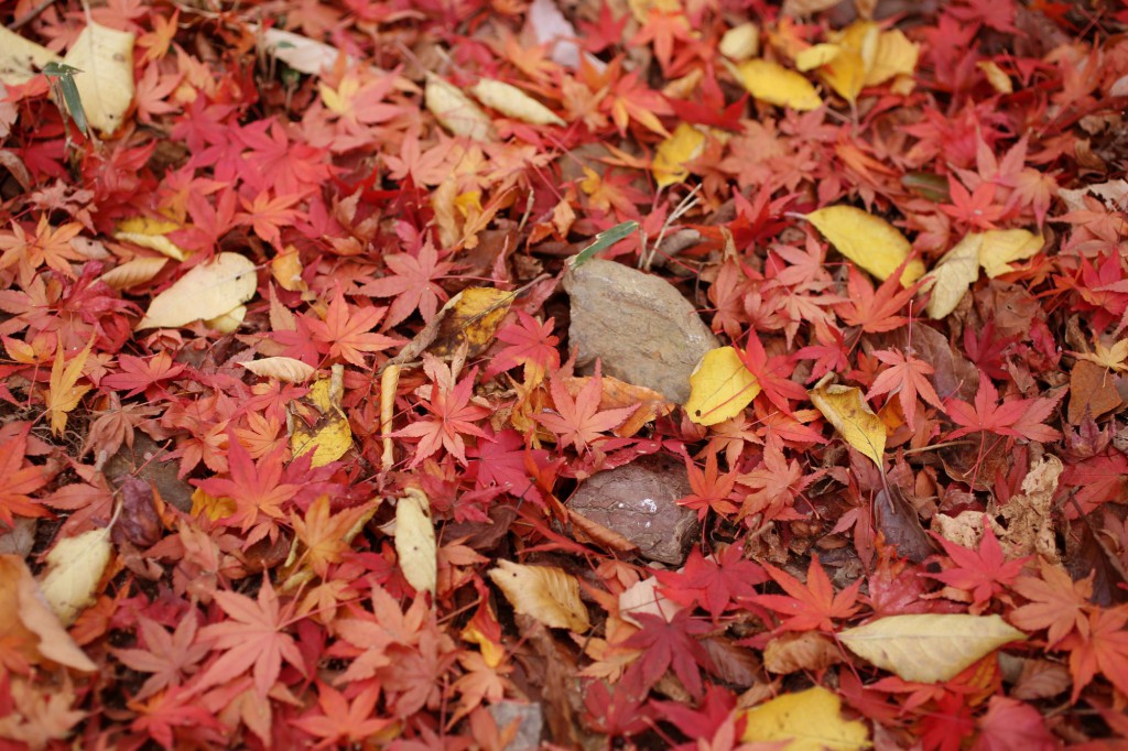 晩秋の大文字山と紅葉